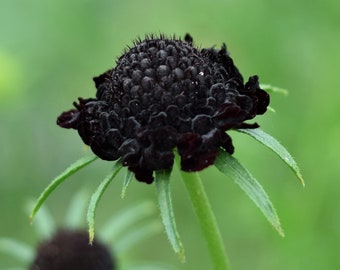 Black Pom Pom Scabiosa Flower Seeds, Pincushion, Scabiosa Atropurpurea SC0125