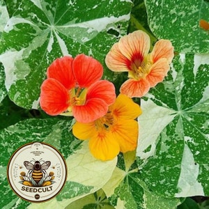 Variegated Nasturtium Seeds, Alaska Mix,  Edible Flowers, Tropaeolum majus TR0125
