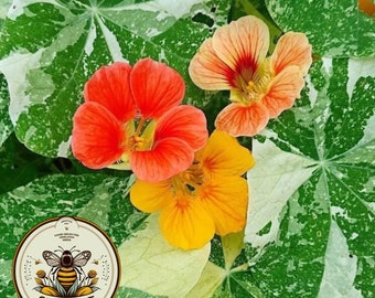 Variegated Nasturtium Seeds, Alaska Mix,  Edible Flowers, Tropaeolum majus TR0125