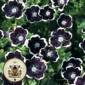 Penny Black Nemophila Seeds, Gothic Garden, Nemophila discoidalis NE0250
