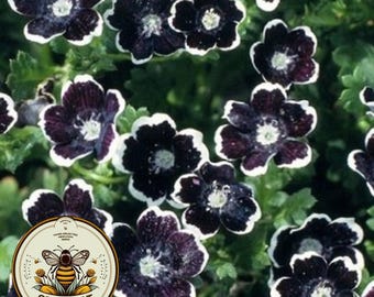 Penny Black Nemophila Seeds, Gothic Garden, Nemophila discoidalis NE0250