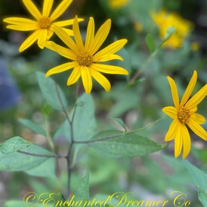 Sunchoke SEEDS, Jerusalem Artichoke, Potato Substitute, Helianthus Tuberosus HT0120 image 4