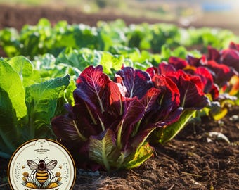 Super Red Romaine Lettuce Seeds, Bulk Lactuca Sativa LC063C