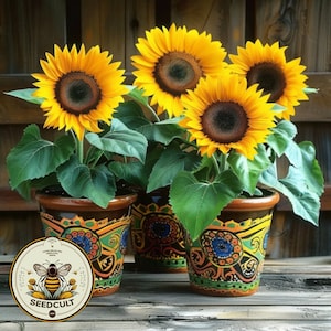 Container Dwarf Sunspot Sunflower Seeds, Miniature Helianthus Annuum HA0525