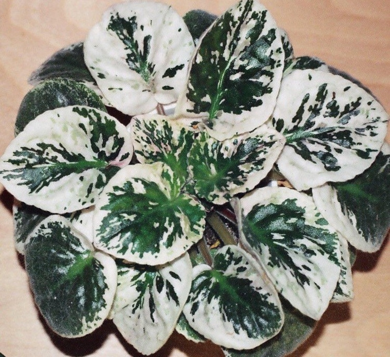 10 Variegated African Violet Seeds Indoor House Plant Etsy