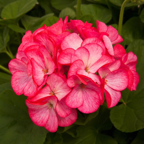 NEW! Pinto Series Rose Bicolor Geranium Seeds, Pelargonium Zonale PZ2110