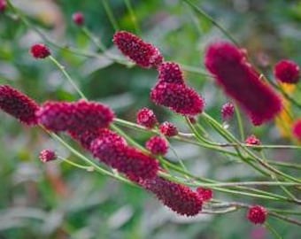 Great Burnet Seeds, Sanguisorba Officinalis SN0120