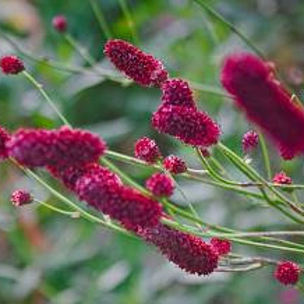 Great Burnet Seeds, Sanguisorba Officinalis SN0120