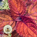 Rainbow Volcano Coleus Seeds, Super Rainbow Volcano, Indoor, Coleus for Sun or Shade Plant CC1120