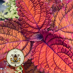 Rainbow Volcano Coleus Seeds, Super Rainbow Volcano, Indoor, Coleus for Sun or Shade Plant CC1120