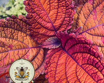 Rainbow Volcano Coleus Seeds, Super Rainbow Volcano, Indoor, Coleus for Sun or Shade Plant CC1120