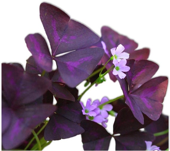 12 Purple Black Oxalis Triangularis Corms Shamrock Bulbs Perennial Flower Seeds