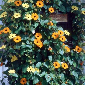 K&ouml;nnte beinhalten: Eine &uuml;ppige Kletterpflanze mit gelben und orangefarbenen Bl&uuml;ten, jede mit einem dunklen Zentrum. Die Bl&uuml;ten sind von &uuml;ppigem, gr&uuml;nem Laub umgeben, was einen dichten, strukturierten Eindruck erzeugt. Das Bild zeigt ein nat&uuml;rliches, florales Thema.