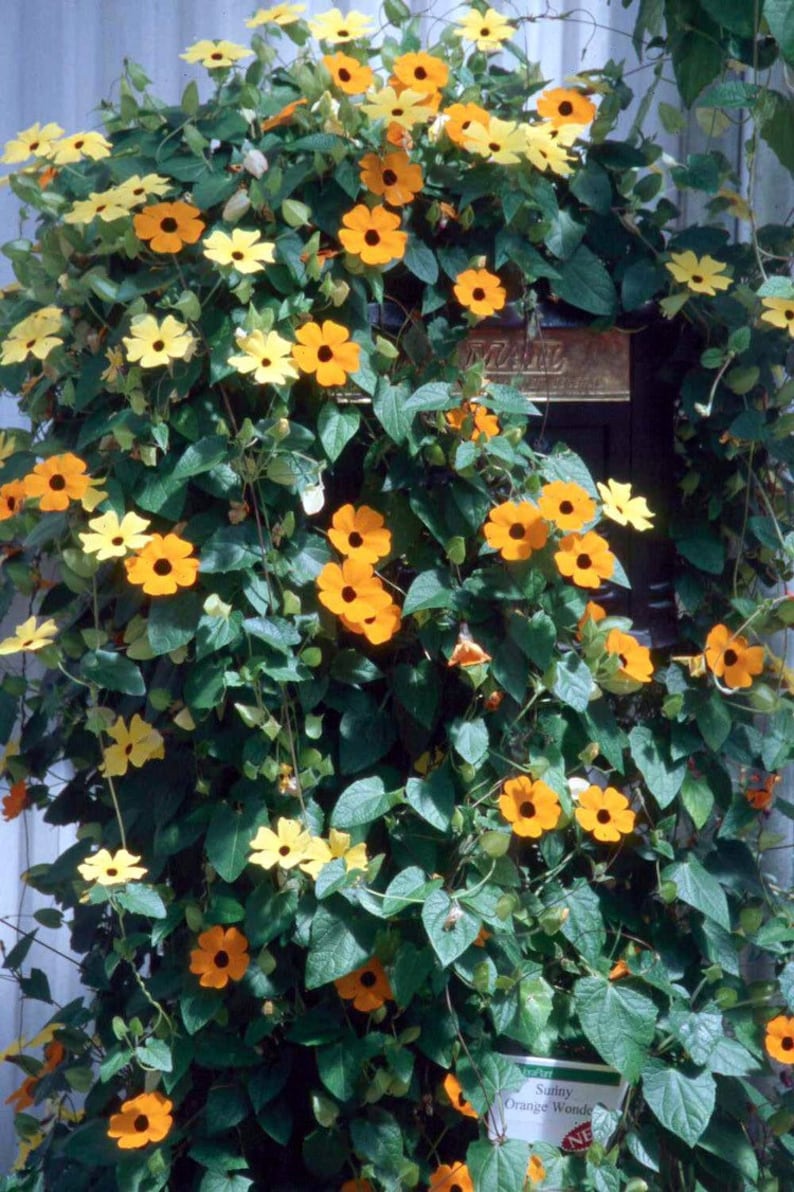 K&ouml;nnte beinhalten: Eine &uuml;ppige Kletterpflanze mit gelben und orangefarbenen Bl&uuml;ten, jede mit einem dunklen Zentrum. Die Bl&uuml;ten sind von &uuml;ppigem, gr&uuml;nem Laub umgeben, was einen dichten, strukturierten Eindruck erzeugt. Das Bild zeigt ein nat&uuml;rliches, florales Thema.