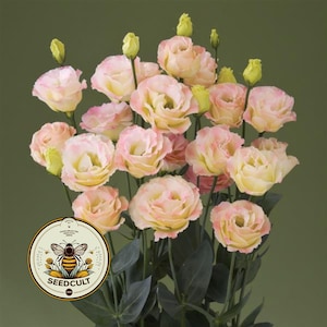 May include: A bouquet of soft pink and yellow lisianthus flowers with green stems and leaves. The flowers are in full bloom, with delicate petals. A circular logo with a bee and the text "SEEDCULT" is in the lower left corner.