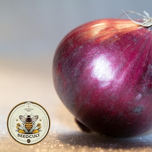 May include: A large, red onion with a dry, papery skin. The onion is sitting on a white surface. The onion is a common ingredient in many dishes.