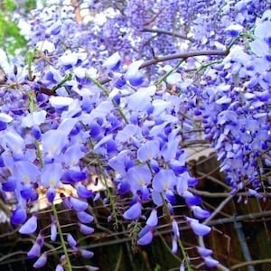 Wisteria macrostachya online