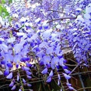 5 Blue Moon American Wisteria seeds, Wisteria Macrostachya, Ships from US WM4005