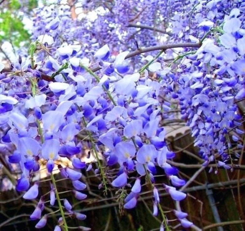 5 Blue Moon American Wisteria Seeds Wisteria Macrostachya Etsy