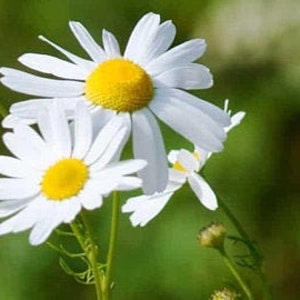 Bulk German Chamomile Seeds, Organic Matricaria chamomilla, Medicinal Herbs and Flowers MC011C
