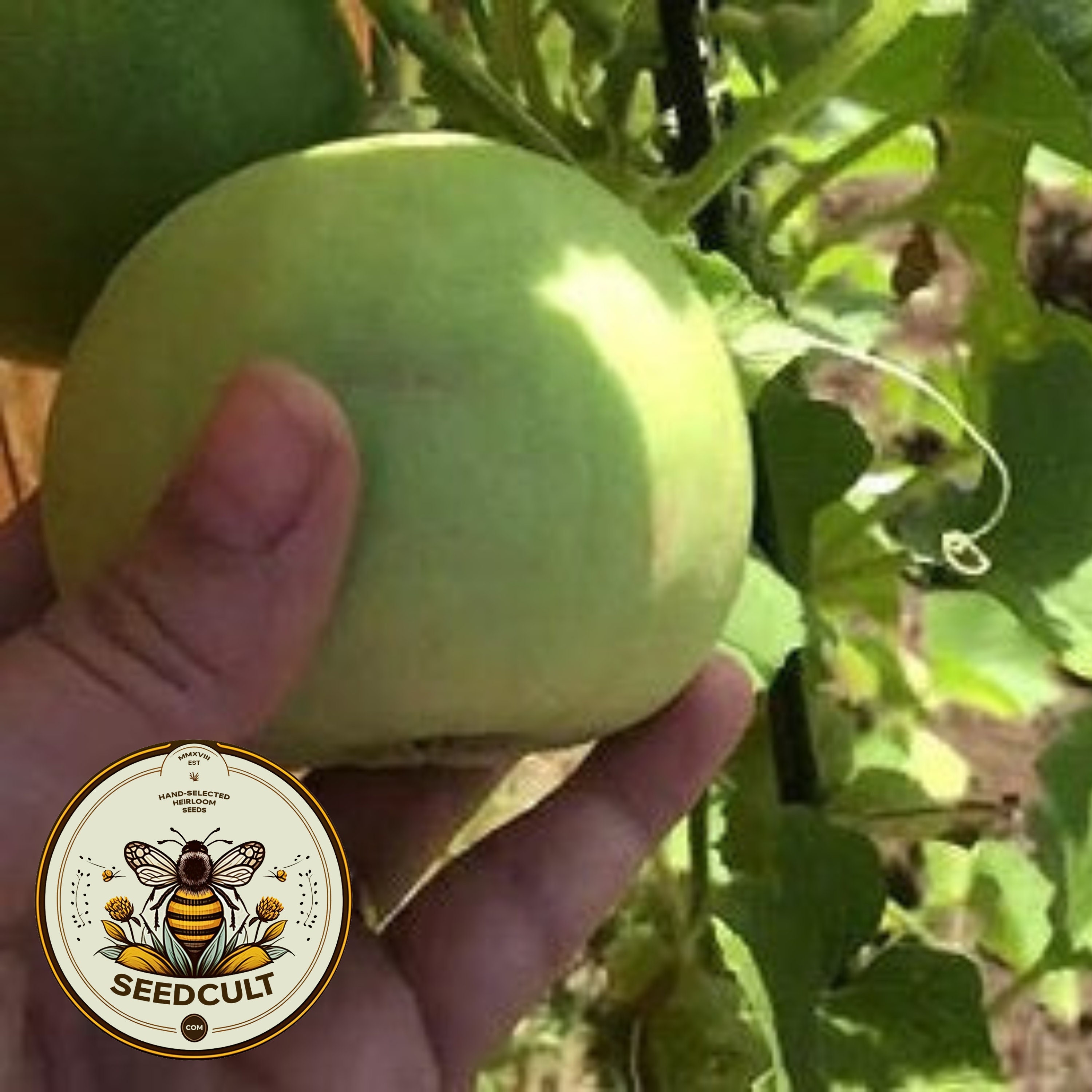 Sakata's Sweet Tiny Melon, Edible Skin, Cucumis Melo, Japanese