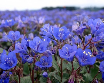 500 California Bluebell Seeds, California Native Phacelia Campanularia PC025C