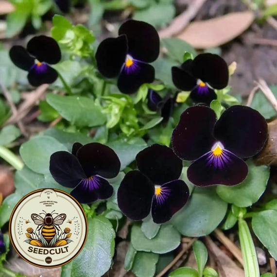 Bowles Black Pansy Seeds, Viola Cornuta, Perennial Pansy VL3425 - Etsy