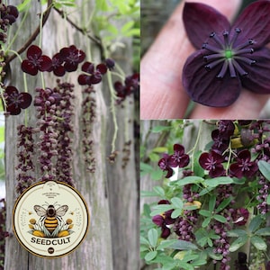 May include: Image of Akebia quinata, or chocolate vine, with dark purple flowers and hanging clusters of small, dark purple flowers. The image also shows a Seedcult logo, and a close-up of a single flower.
