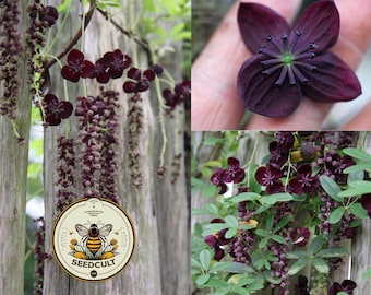Chocolate Vine Seeds, Akebia Quinata, Five Leaf Akebia Vine, AK0115R