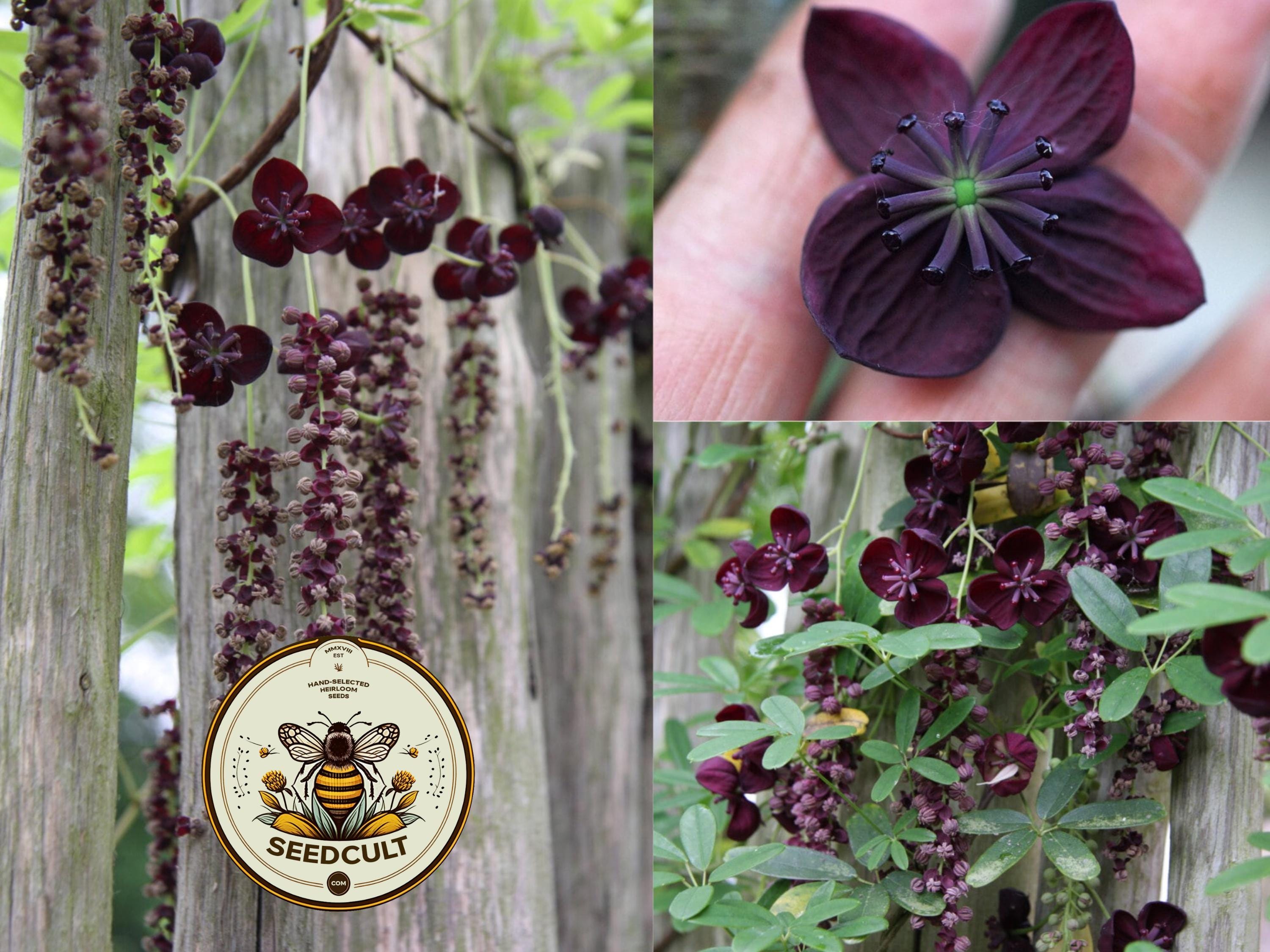 Chocolate Vine Seeds, Akebia Quinata, Five Leaf Akebia Vine