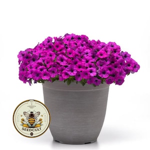 May include: A pot of vibrant purple petunias in full bloom. The flowers create a dense, colourful display. The pot is light grey with a textured, ribbed design. A round Seedcult sticker is in the lower left corner of the image.