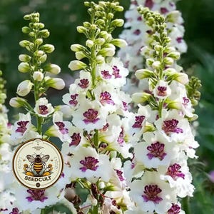 Puede incluir: Primer plano de flores blancas y moradas con tallos verdes. Las flores tienen pétalos blancos y centros morados. La imagen incluye un logotipo circular con una abeja y el texto "SEEDCULT".