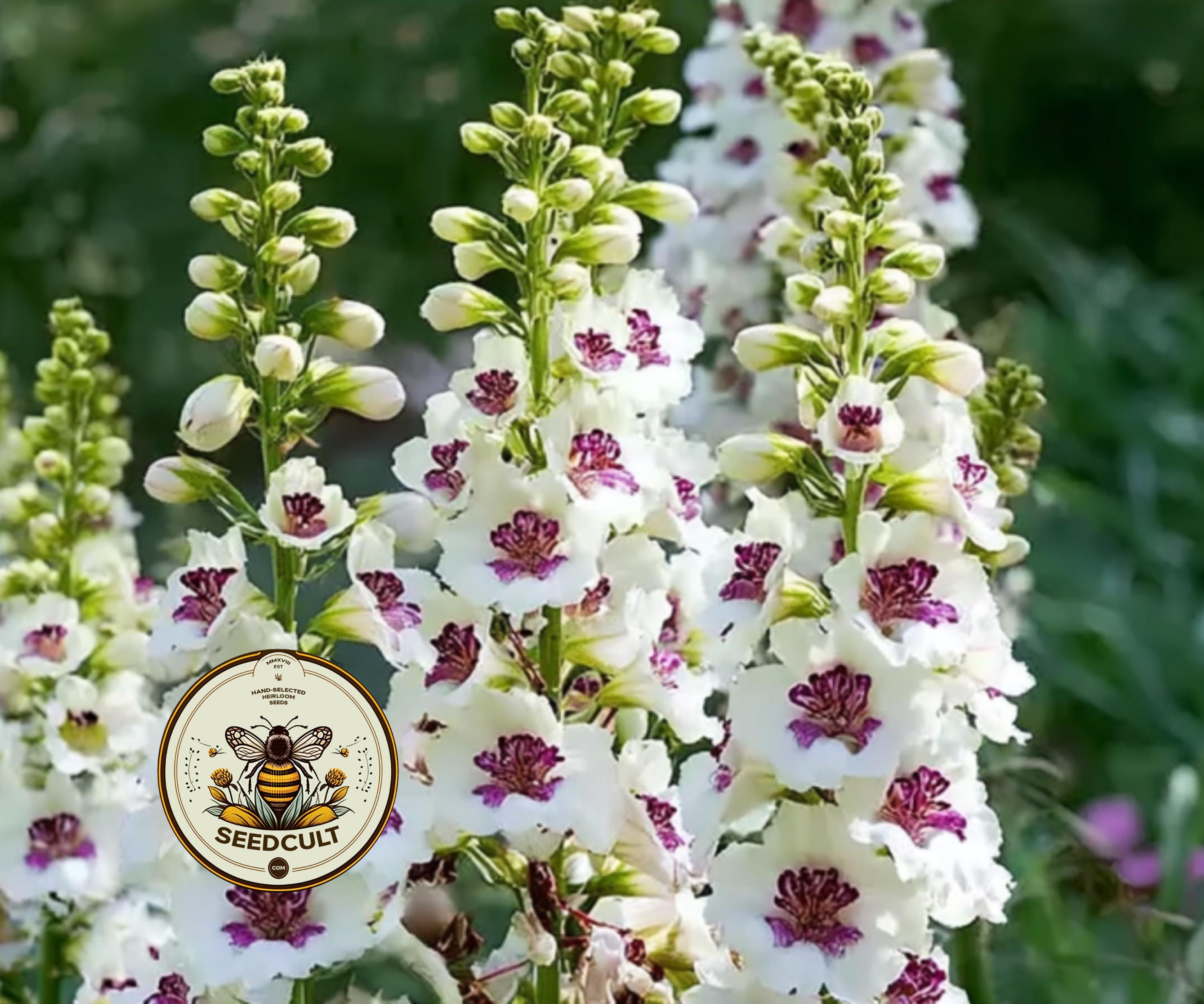 Wedding Candles Mullein Seeds, Verbascum Chaixii VE03IC - Etsy