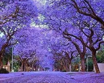 Bulk Empress Tree seeds, Paulownia Tormentosa, Princess Tree, PW011C