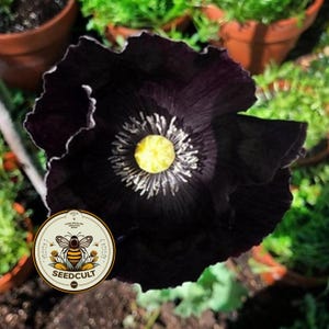 After Midnight Poppy Flower Seeds, PS021CR