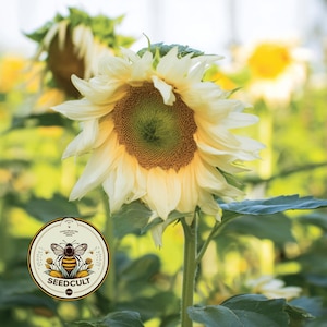Puede incluir: Primer plano de un girasol amarillo pálido con centro marrón y acentos verdes. La flor está en plena floración, con múltiples pétalos. La imagen incluye un logotipo de Seedcult con una abeja y las palabras "Hand-Selected Heirloom".