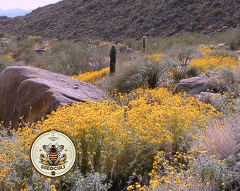 NEW! Brittlebrush Seeds, Desert Native, United States Native Plants, Drought Tolerant, California, Arizona, Encelia Farinosa, EN4050