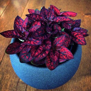 May include: A potted plant with dark green leaves with red speckles. The plant is in a dark blue, textured pot.