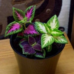 May include: A potted coleus plant featuring vibrant foliage with distinct color patterns. The leaves display a mix of bright magenta, deep purple, and lime green hues with serrated edges, all contained within a simple black plastic planter pot.