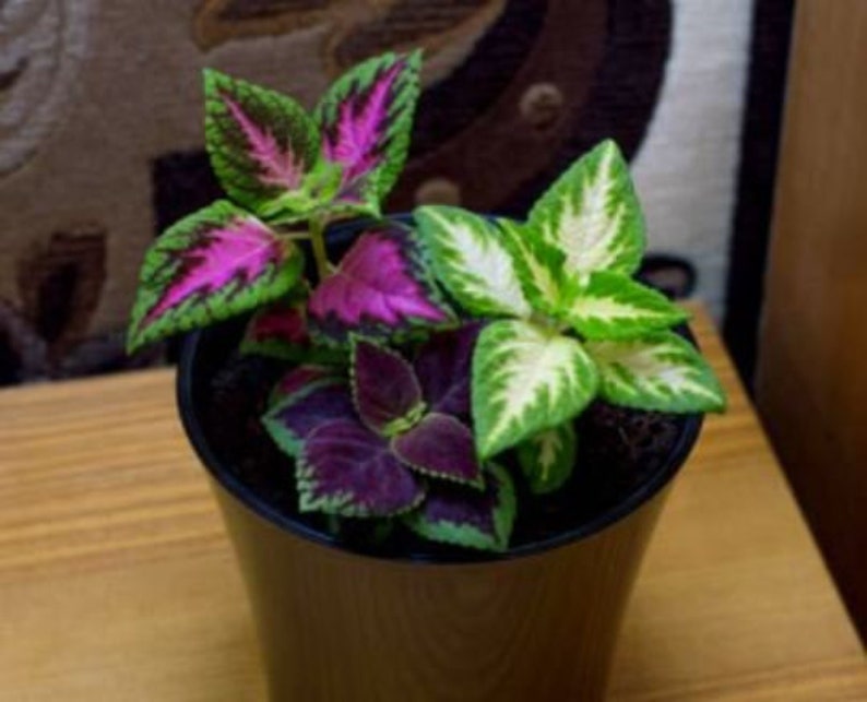 May include: A potted coleus plant featuring vibrant foliage with distinct color patterns. The leaves display a mix of bright magenta, deep purple, and lime green hues with serrated edges, all contained within a simple black plastic planter pot.