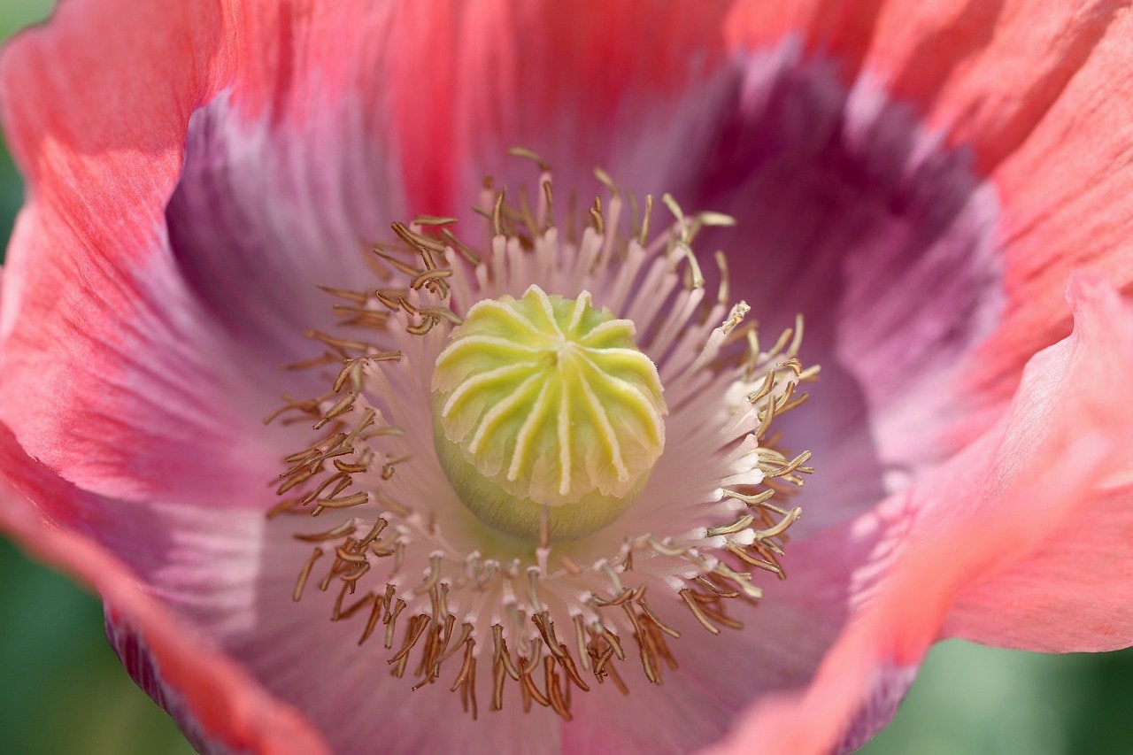 Ziar Floral Poppy Seeds, PS341CR - Etsy