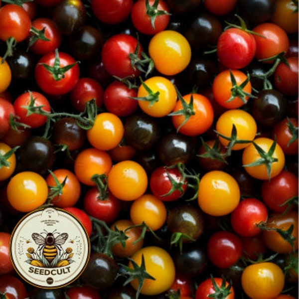 NEW! Rainbow Mix Cherry Tomato Seeds, Red, Orange, Yellow, Black, Solanum Lycopersicum LY2825