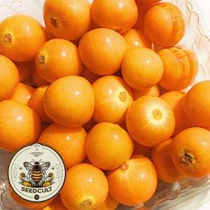 May include: A close-up shot of a clear container filled with numerous golden-orange cape gooseberries. The fruits are round, with a smooth, shiny surface. A circular label with a bee graphic and the text "SEEDCULT" is visible.