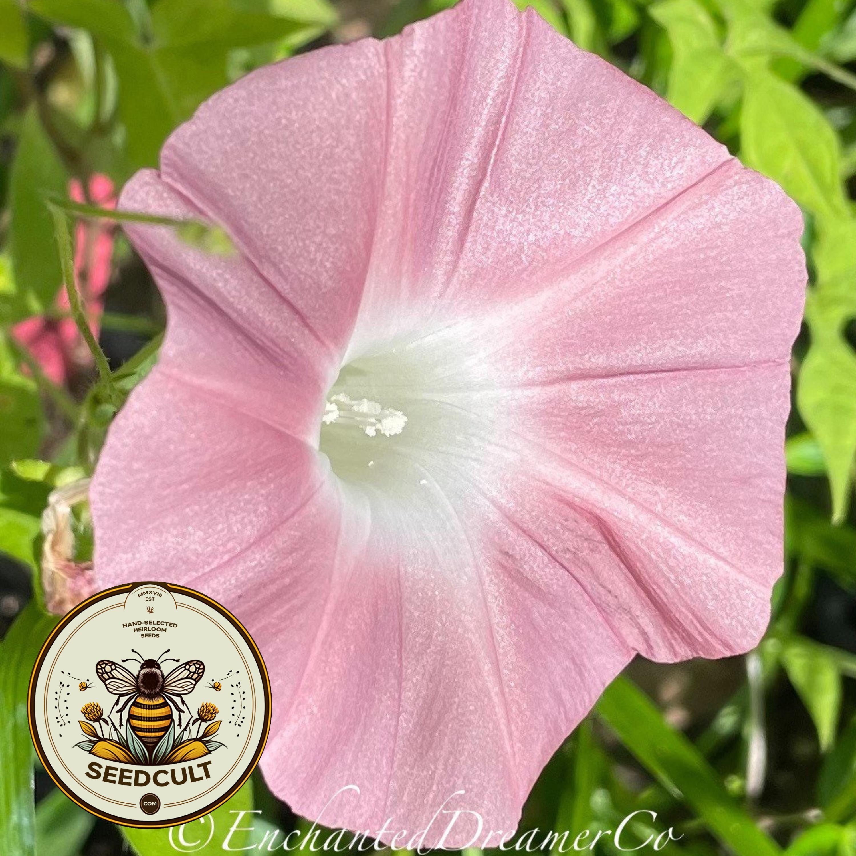 JHS MORNING GLORY MOD『IPOMOEA』 JHS MORNING GLORY MOD『IPOMOEA』 MORNING GLORY – JHS Pedals