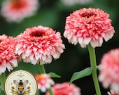 NEW! Zinderella Fizz Zinnia Seeds, 10 Seeds, Zinnia Elegans ZE3410