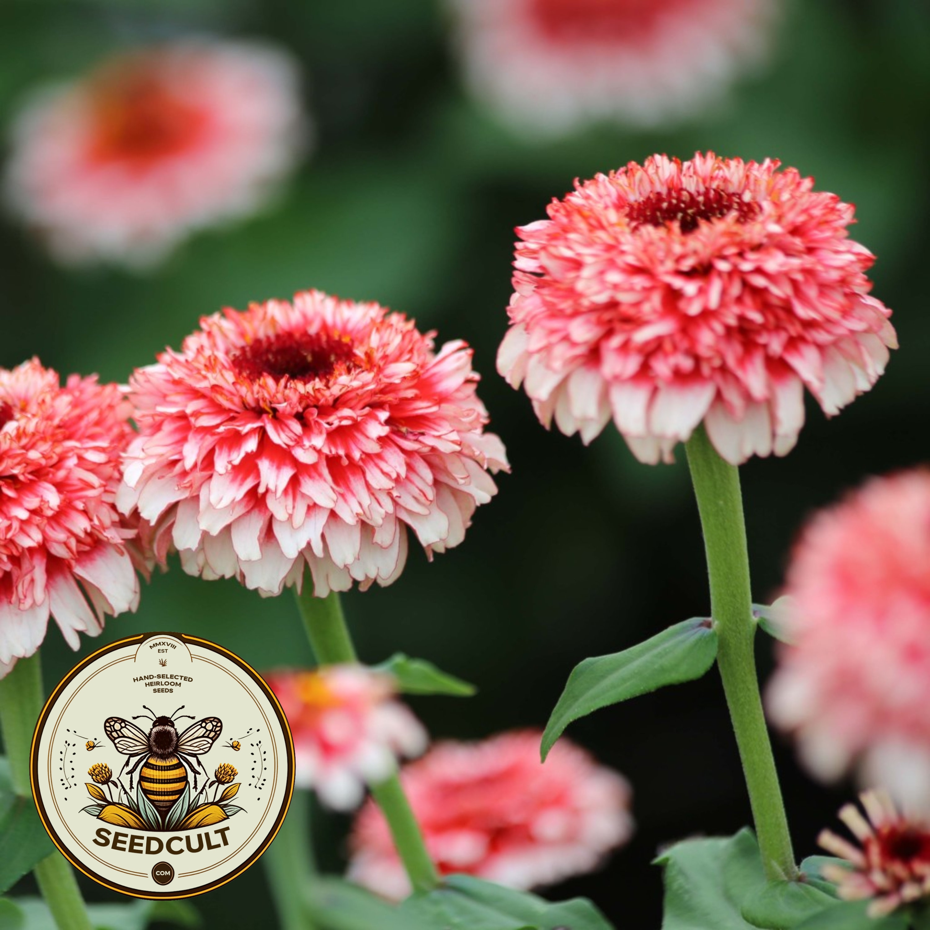 NEW! Zinderella Fizz Zinnia Seeds, 10 Seeds, Zinnia Elegans