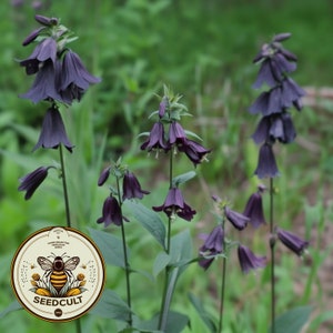 NEW! Dusky Penstemon Seeds, Whipple's Penstemon, US Native Wildflower, Penstemon Whippleanus. PT4020