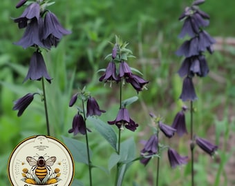 Dusky Penstemon Seeds, Whipple's Penstemon, US Native Wildflower, Penstemon Whippleanus. PT4020