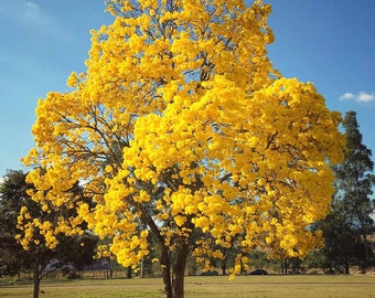 Golden Trumpet Tree Seeds, Silver Trumpet Tree, Handroanthus Chrysanthus, formerly known as Tabebuia, HC0125