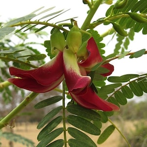 Red Hummingbird Tree Seeds, Edible Flowers, Pods and Leaves, Sesbania Grandiflora SB0110